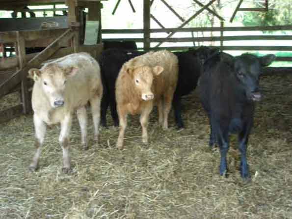 Charolais, Hereford cross, & Black Angus Heifers